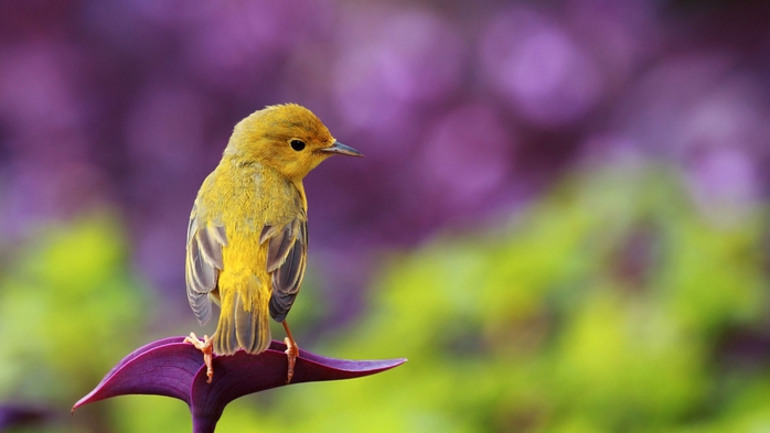 4493285_511128989 (700x393, 141Kb)