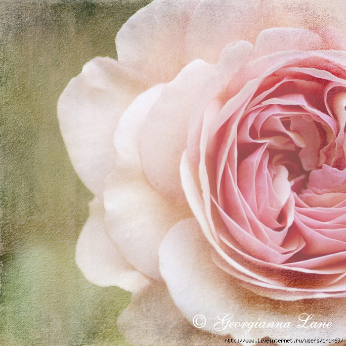 painted rose (700x700, 425Kb)