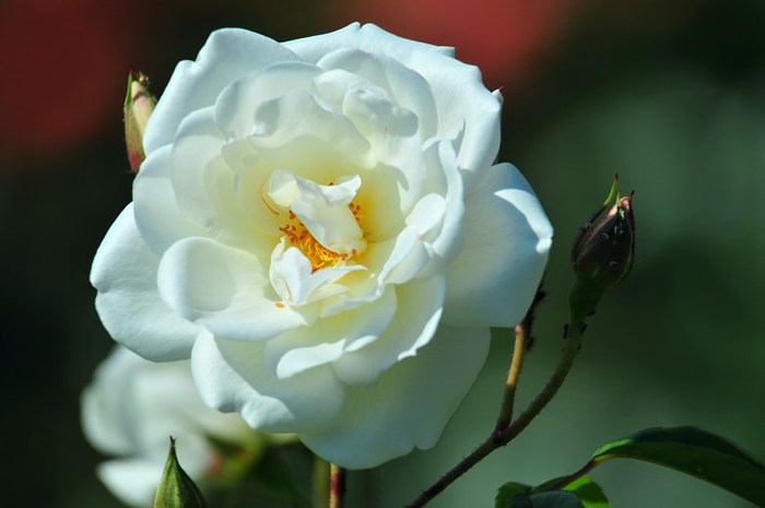 Beautiful-Flowers-pictures-Roses-Flowers-pictures-hh_Ni326403 (700x465, 41Kb)