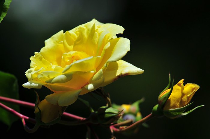Beautiful-Flowers-pictures-Roses-Flowers-pictures-hh_Ni329251 (700x465, 42Kb)