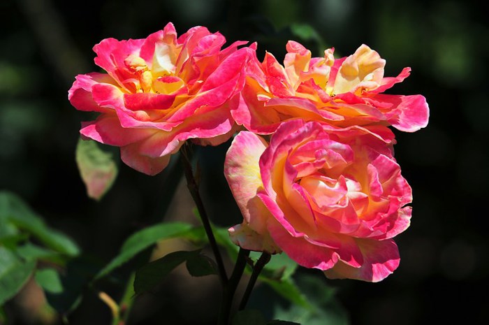 Beautiful-Flowers-pictures-Roses-Flowers-pictures-hh_Ni329308 (700x465, 63Kb)