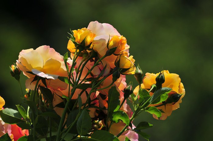 Beautiful-Flowers-pictures-Roses-Flowers-pictures-hh_Ni329417 (700x465, 65Kb)