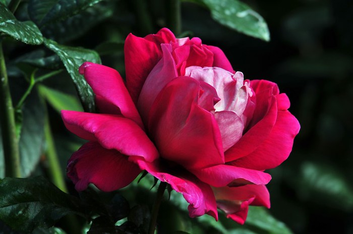Beautiful-Flowers-pictures-Roses-Flowers-pictures-hh_Ni342004 (700x465, 55Kb)