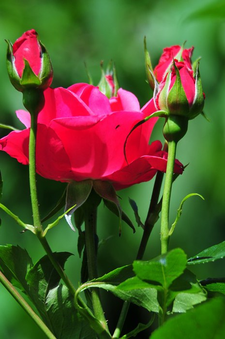 Beautiful-Flowers-pictures-Roses-Flowers-pictures-hv_Ni326321 (465x700, 65Kb)