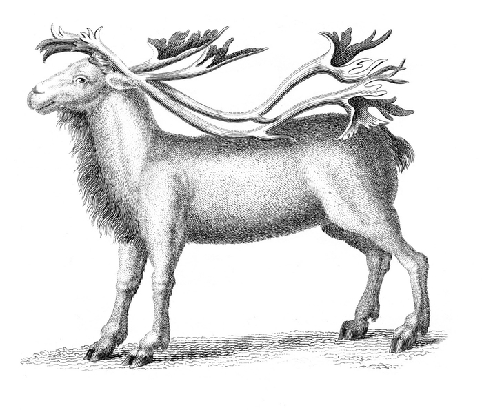 reindeer-graphicsfairy006sm (700x595, 187Kb)
