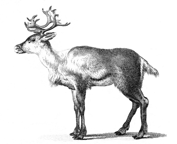 reindeer-graphicsfairy007sm (700x569, 131Kb)