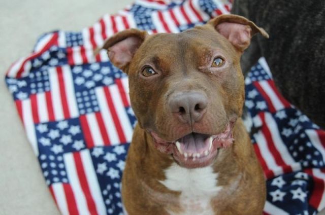 PitbullPatrick24 (640x424, 43Kb)