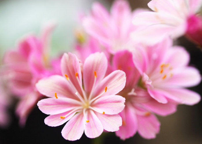 pink_by_emerald753-d464uy4 (700x498, 55Kb)