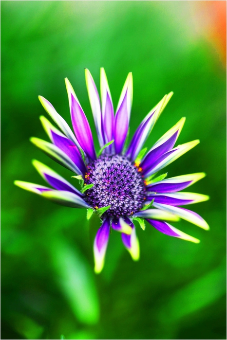 purple_daisy_by_emerald753-d3cglig (466x700, 214Kb)
