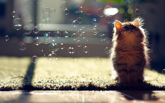 1356882582_cat_playing_with_bubbles_wallpaper_by_feliskachu-d5psawh (700x437, 79Kb)