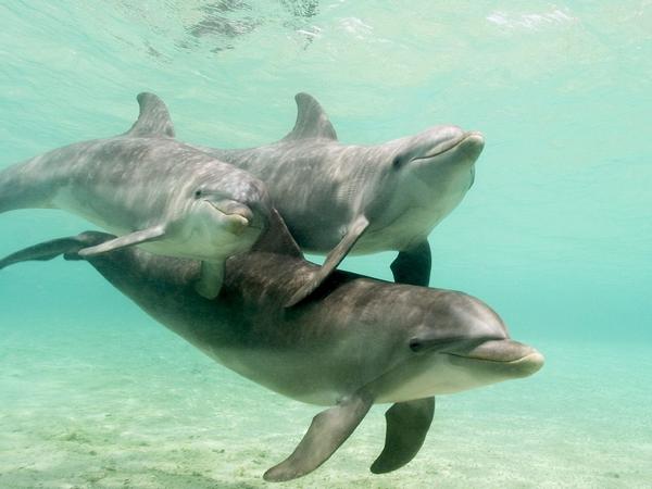 019_Cute-Dolphins (600x450, 29Kb)