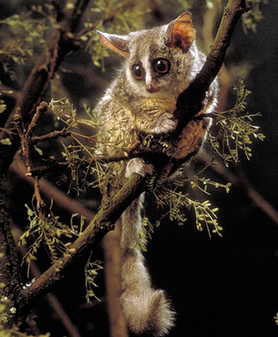 Bush Baby галаго