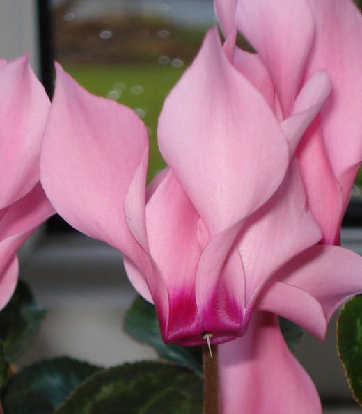 2_Cyclamen (520x595, 56Kb)