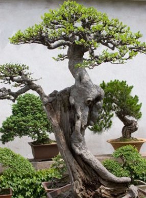 large-bonsai-tree (286x388, 38Kb)