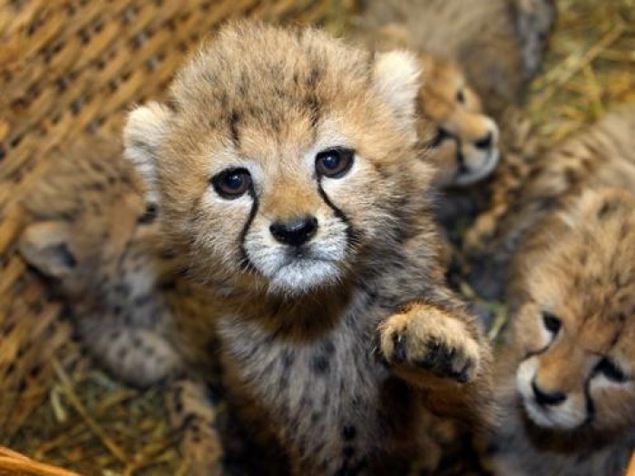 adorable-male-and-female-cheetah-cubs-for-sale_1 (700x525, 82Kb)