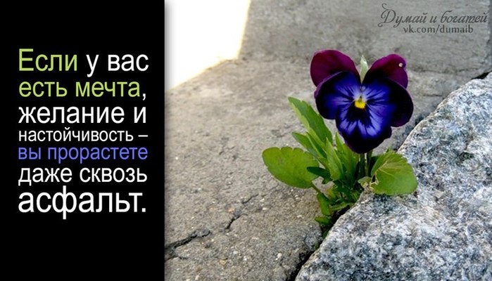 Want flower. Если у вас есть мечта желание и настойчивость. Цветок сквозь асфальт цитаты. Цветок из асфальта с надписью. Цветок пробивается сквозь асфальт цитата.