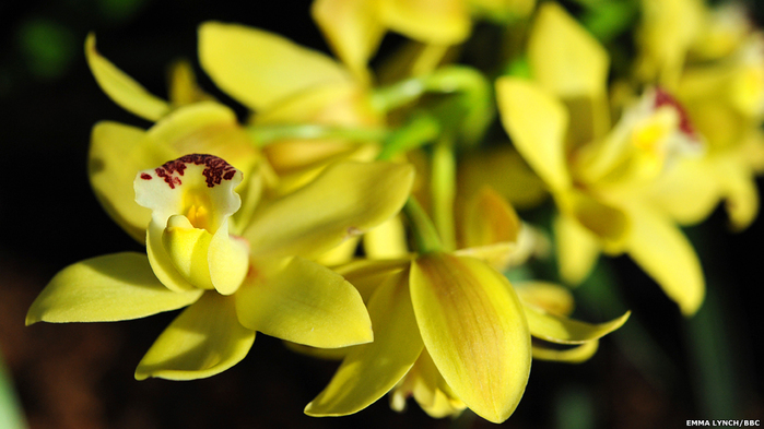 England-OrhideeShow-130207171237_cymbidium_hybrid-3 (700x393, 229Kb)