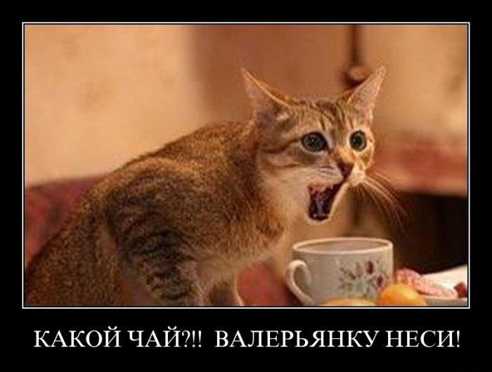 kartinki_s_podpisjami_65_foto_36 (700x529, 49Kb)