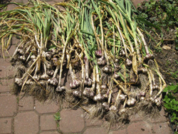Garlic1-520x390  (250x188, 51Kb)