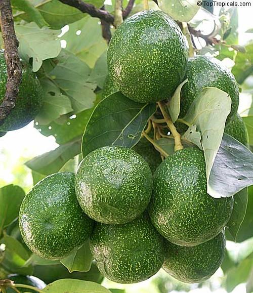avocado 3 (500x579, 70Kb)