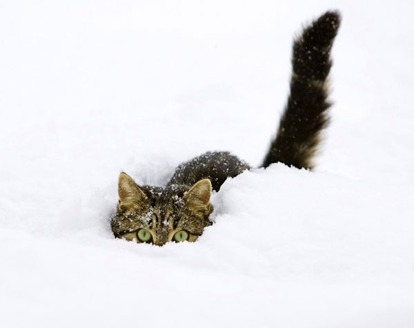 cats-and-snow-4 (600x475, 21Kb)