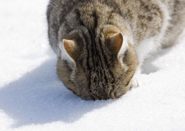 cats-and-snow-6 (600x425, 48Kb)