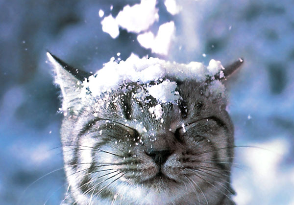 cats-and-snow-11 (600x419, 56Kb)