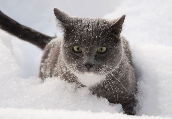 cats-and-snow-13 (600x416, 42Kb)