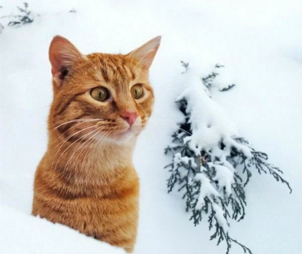 cats-and-snow-16 (600x504, 39Kb)