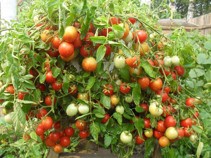 Tomaty (700x525, 80Kb)