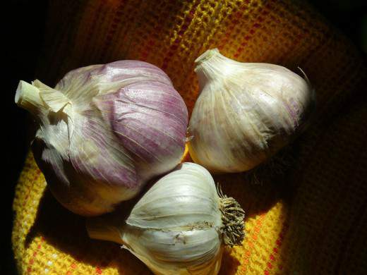 Garlic-520x390 (520x390, 25Kb)