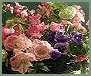 bord_floral_273_extra (91x76, 7Kb)