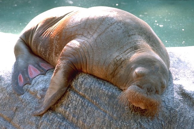 Walrus (650x433, 73Kb)