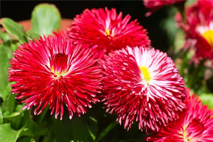 Bellis_perennis_03 (700x466, 80Kb)