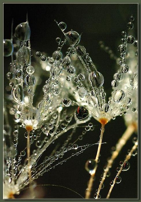 Fotograf-Vasilij-Gromov (489x700, 80Kb)