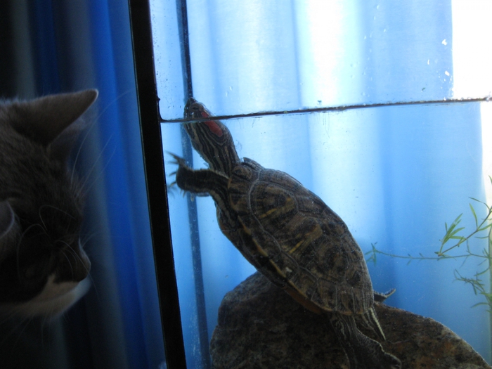 3881963_IMG_4145 (700x525, 226Kb)