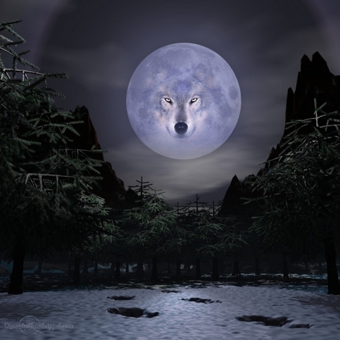 wolves-night-moon-animal (700x700, 246Kb)
