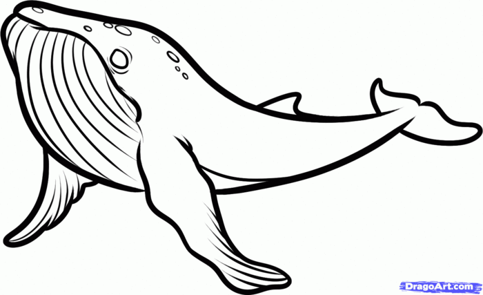 how-to-draw-a-humpback-whale,-humpback-whale-step-8 (700x427, 35Kb)
