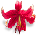 4360286_flower036_3_ (128x128, 21Kb)