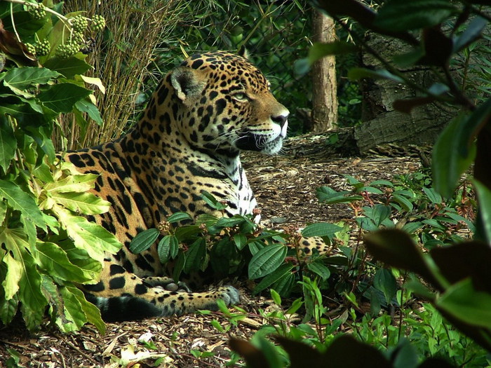 leopard-23 (700x525, 164Kb)