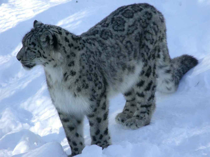 Snow%20leopard%2034 (700x523, 261Kb)