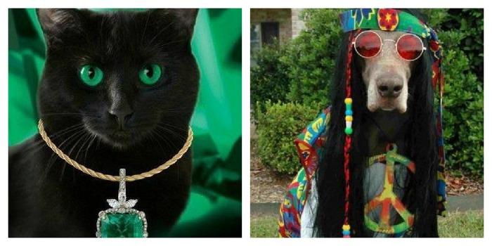 PicMonkey Collage (700x350, 73Kb)