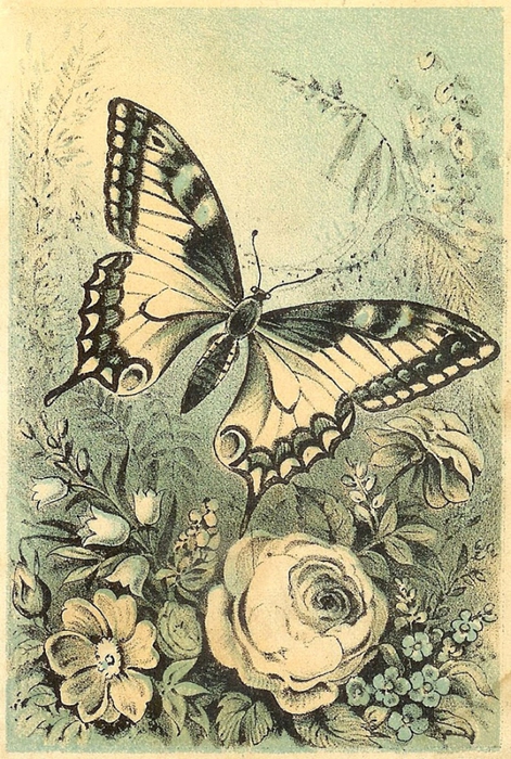 fondo-mariposa-vintage-scrapbooking (2) (471x700, 345Kb)