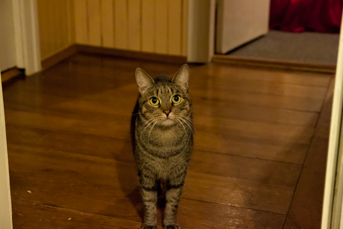 IMG_6010 (700x467, 242Kb)