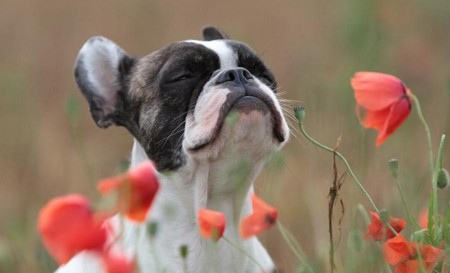 dog-smells-flowers (450x273, 39Kb)