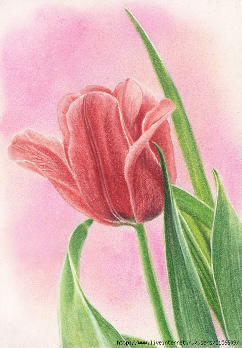 Рисунок тюльпаны на 8 марта