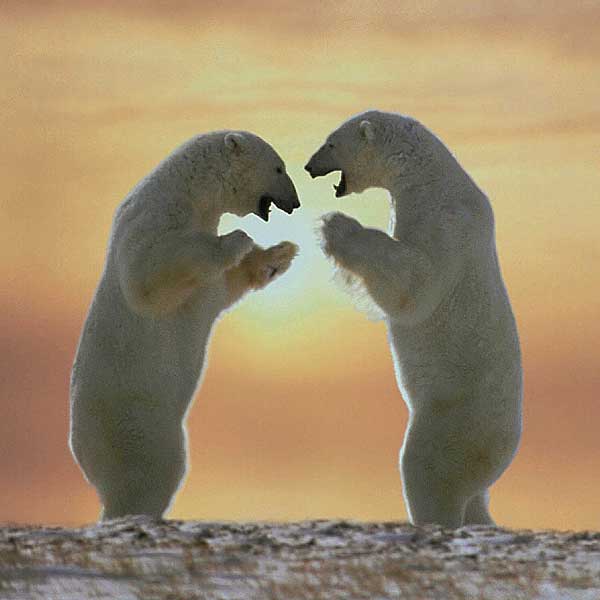 polar-bears-standing (600x600, 23Kb)
