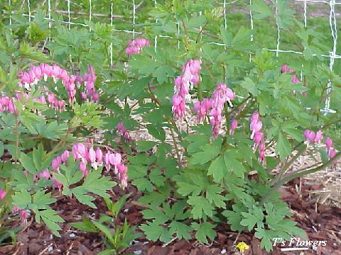 dicentra_bleeding.heart2 (480x360, 60Kb)