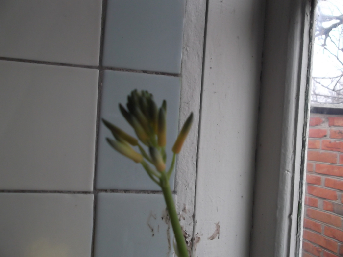 DSCF1463 (700x525, 212Kb)