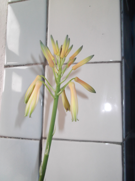 DSCF1477 (525x700, 249Kb)